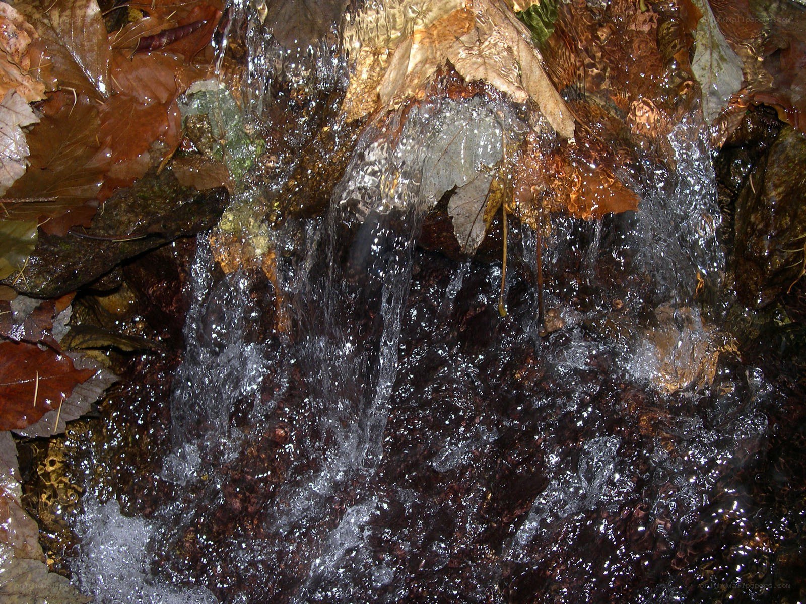 Waterfall over leaves and rocks
