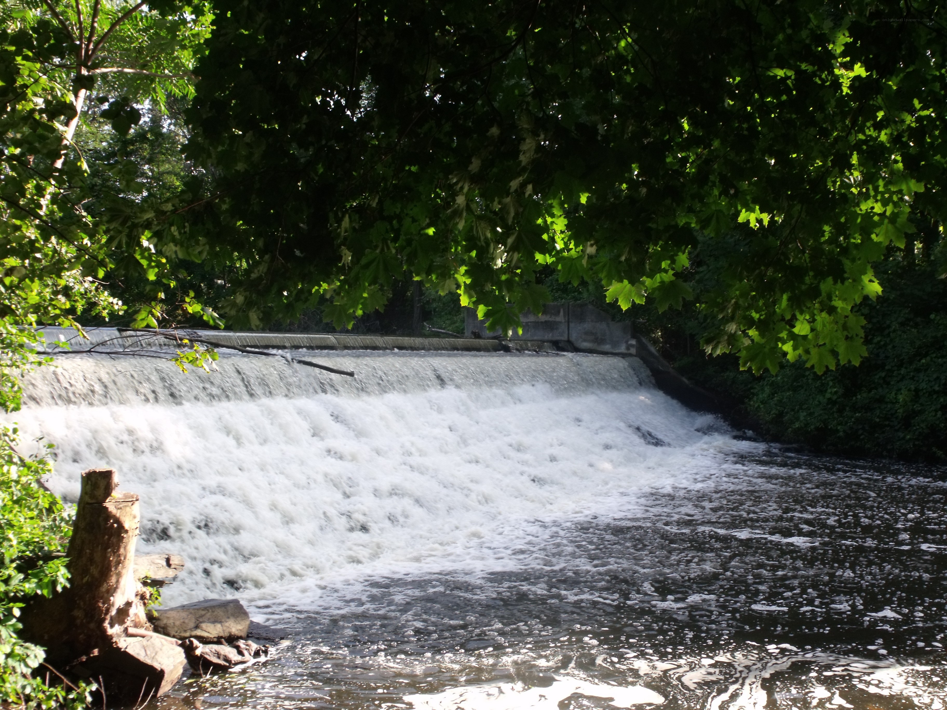 Waterfall under leafy canopy