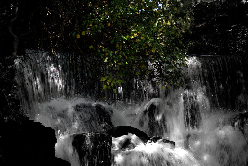 Waterfall under tree canopy