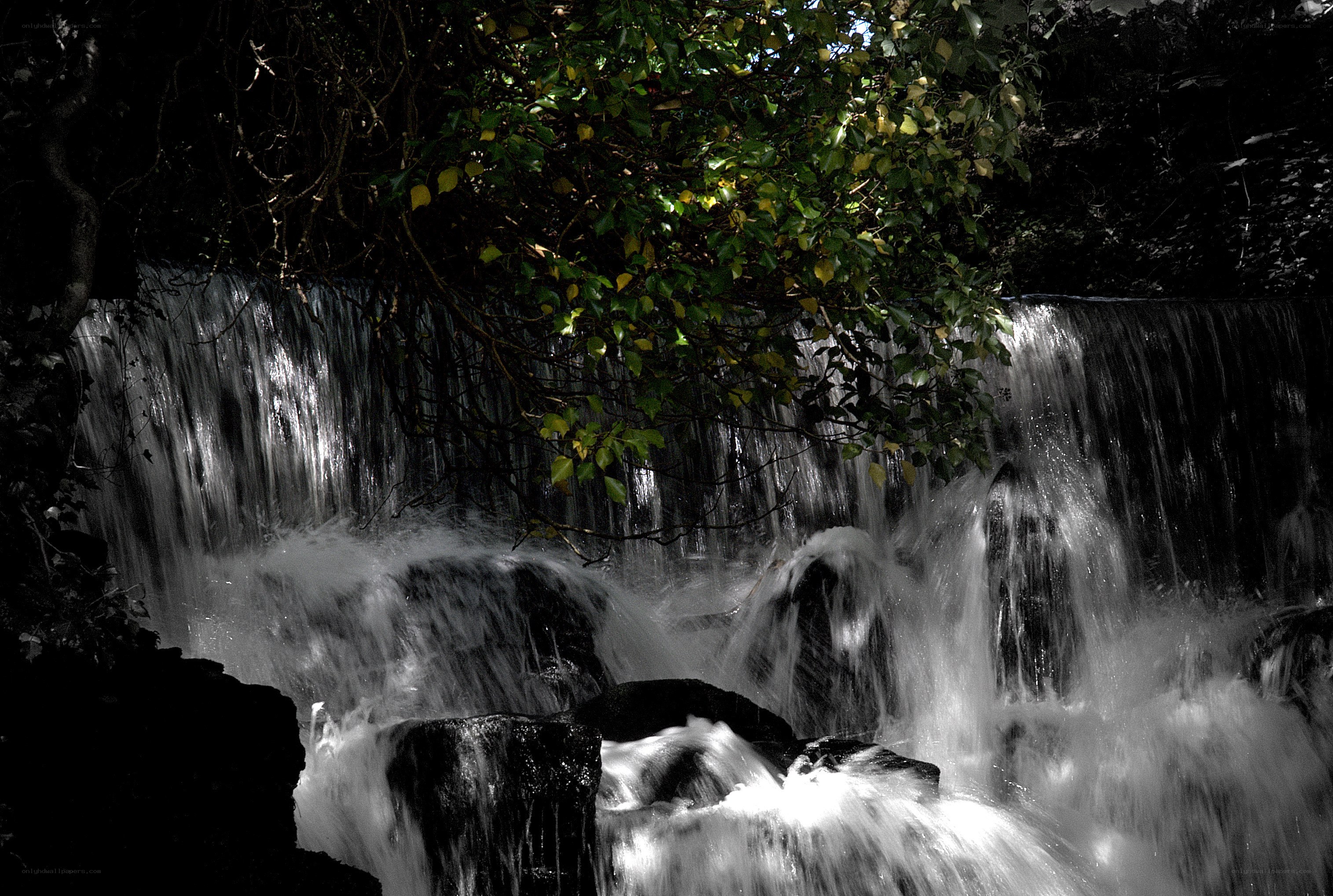 Waterfall under tree canopy