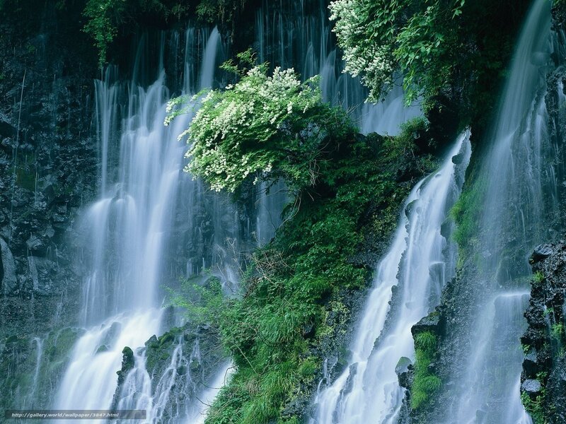 Waterfall with blooming shrubs