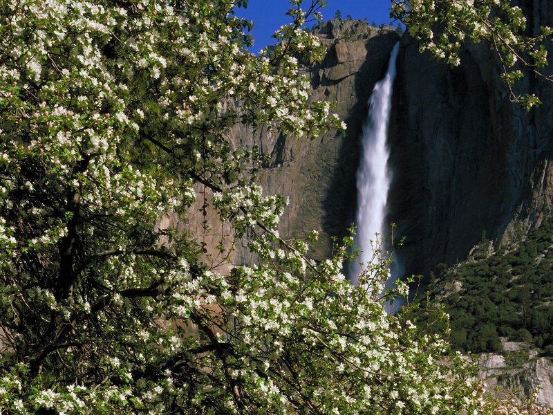 Waterfall with blooming trees