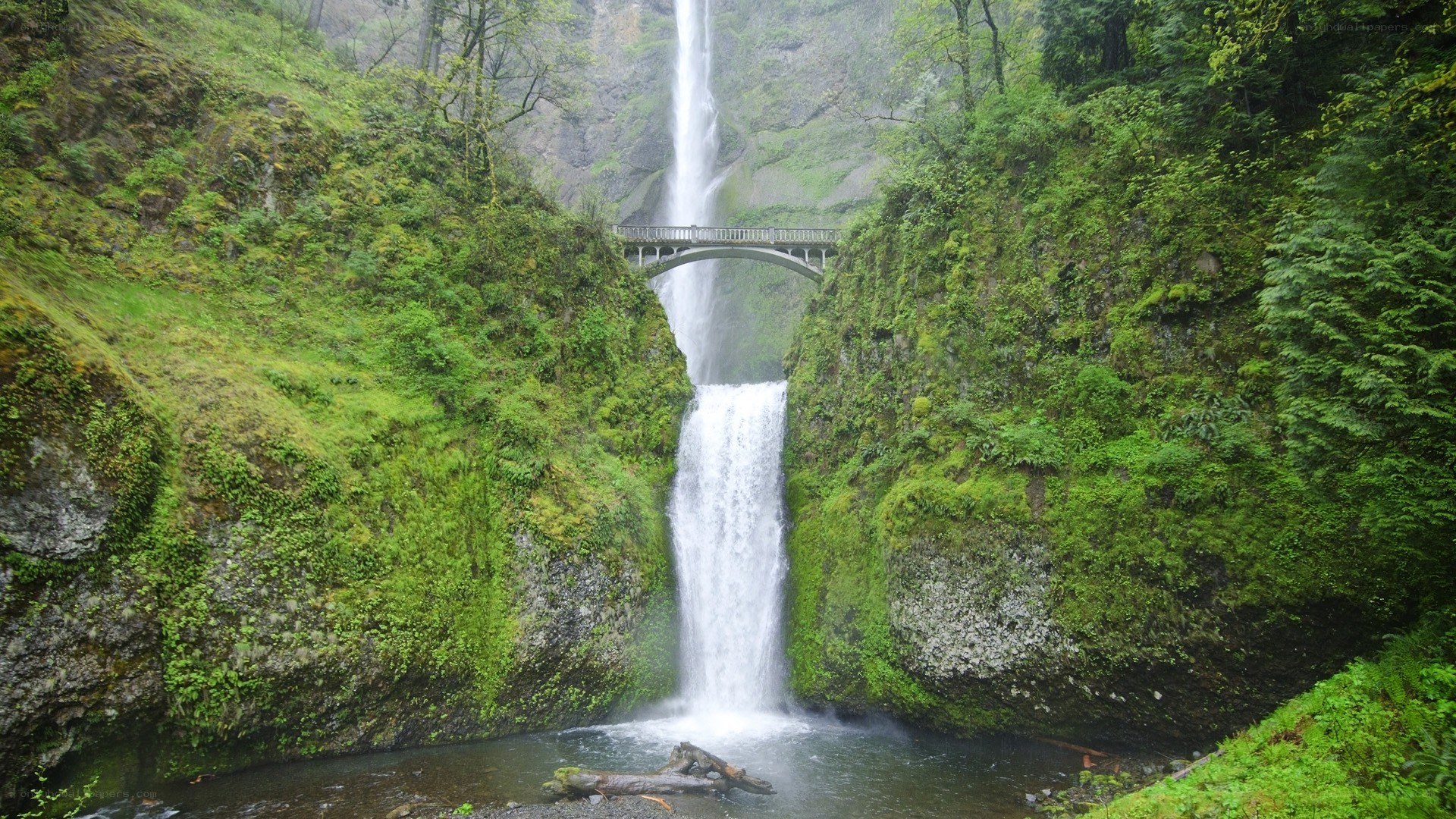 Waterfall with bridge in forest