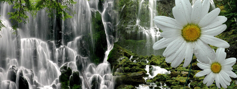 Waterfall with daisies