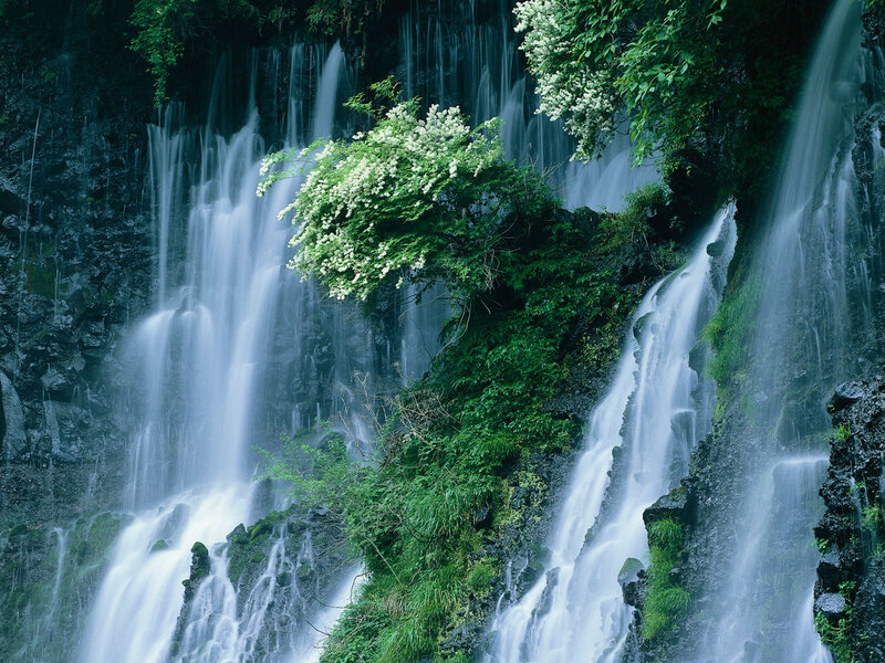 Waterfall with Flowering Bush — Green, Serene, Photograph