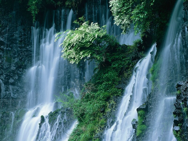 Waterfall with Flowering Bush — Green