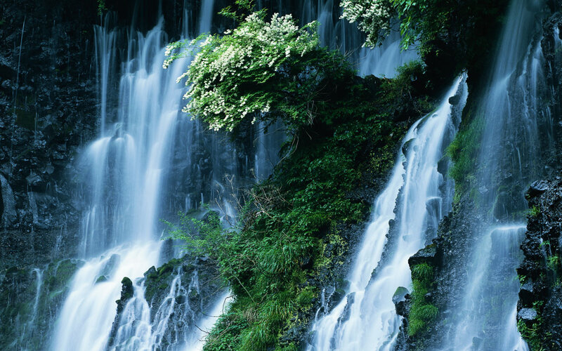 Waterfall with Flowering Bush