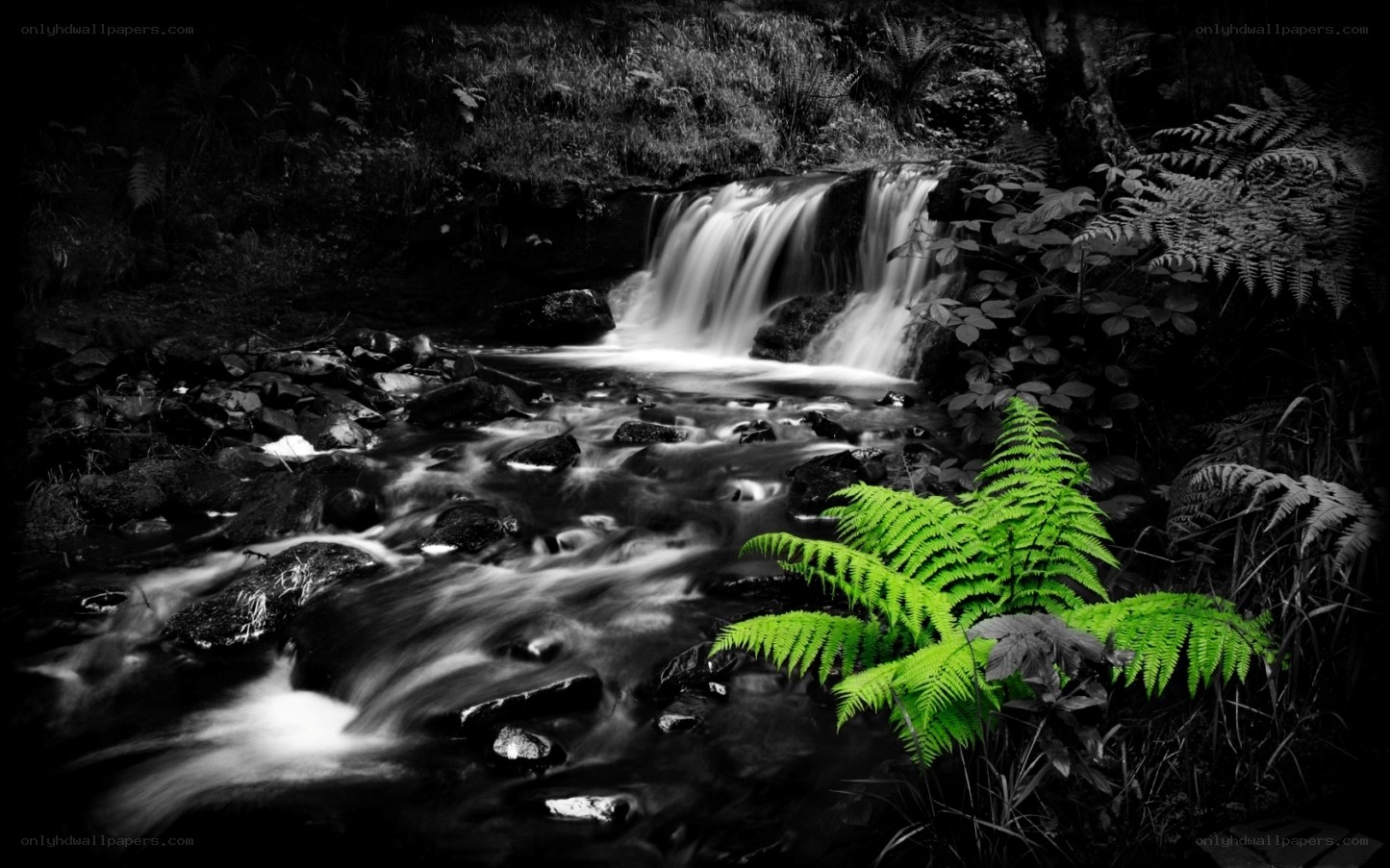 Waterfall with green ferns