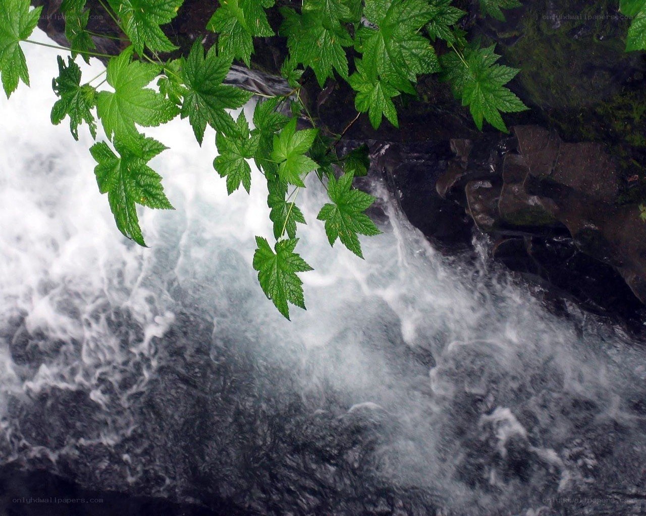Waterfall with green leaves