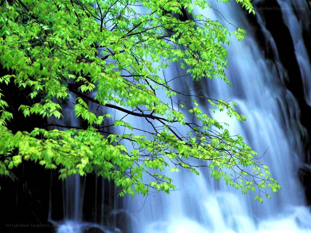 Waterfall with green leaves