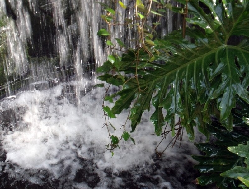 Waterfall with Green Plants — Natural