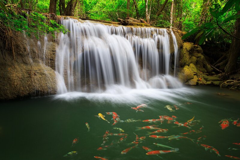 Waterfall with koi fish