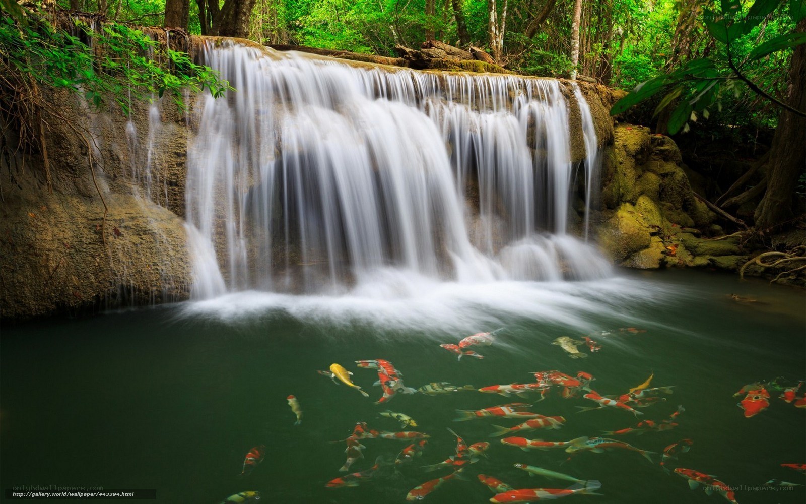 Waterfall with koi fish