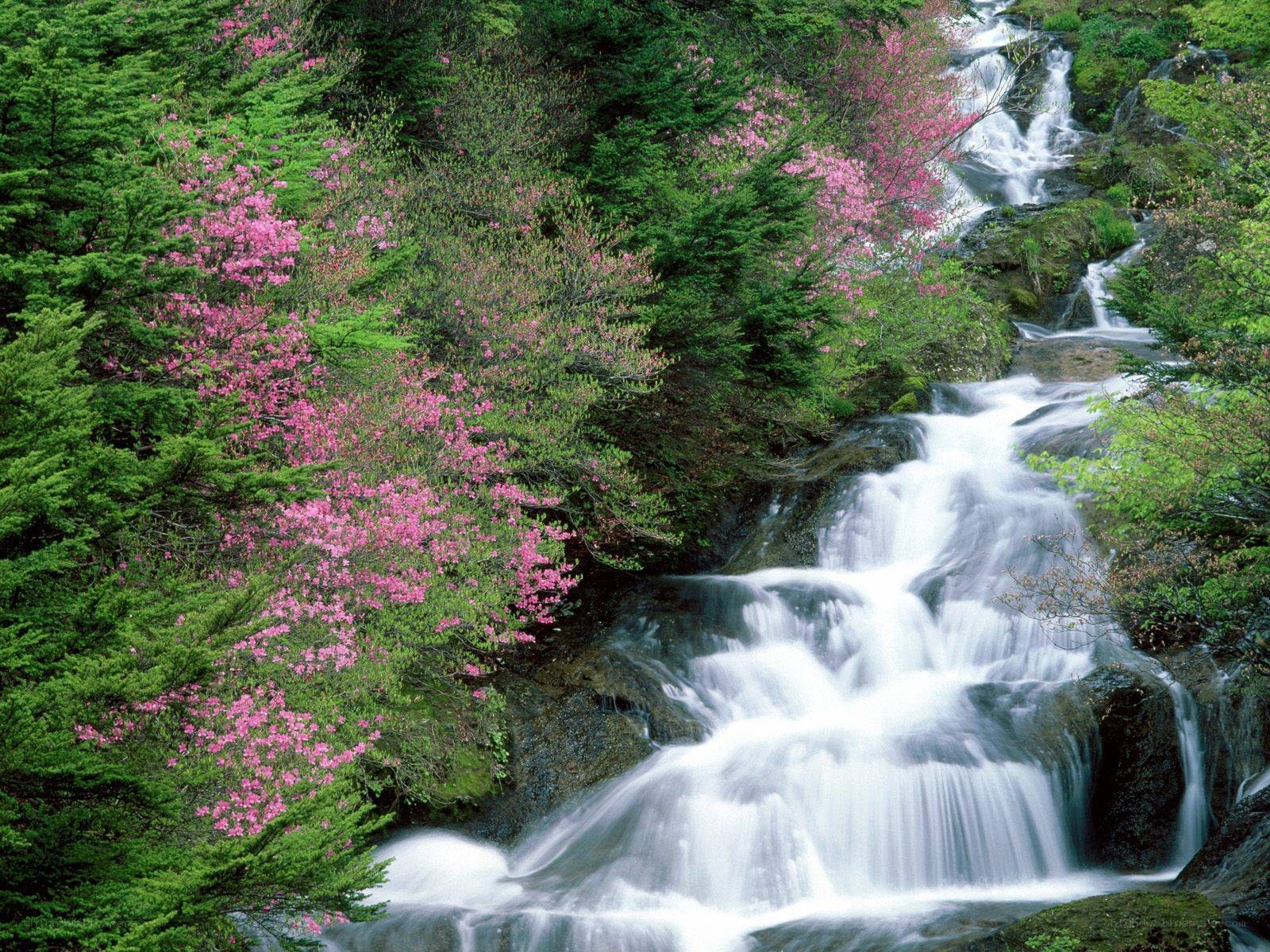 Waterfall with pink blossoms