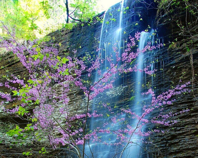 Waterfall with purple blossoms