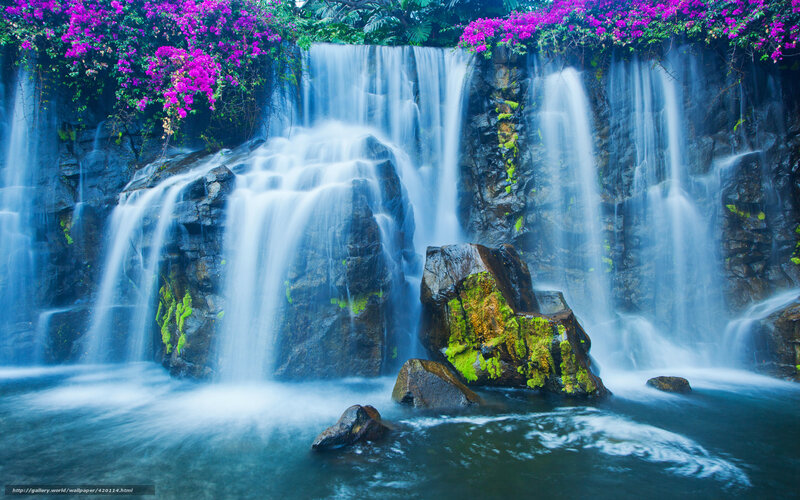 Waterfall with Purple Flowers — Blue, Serene, Photograph