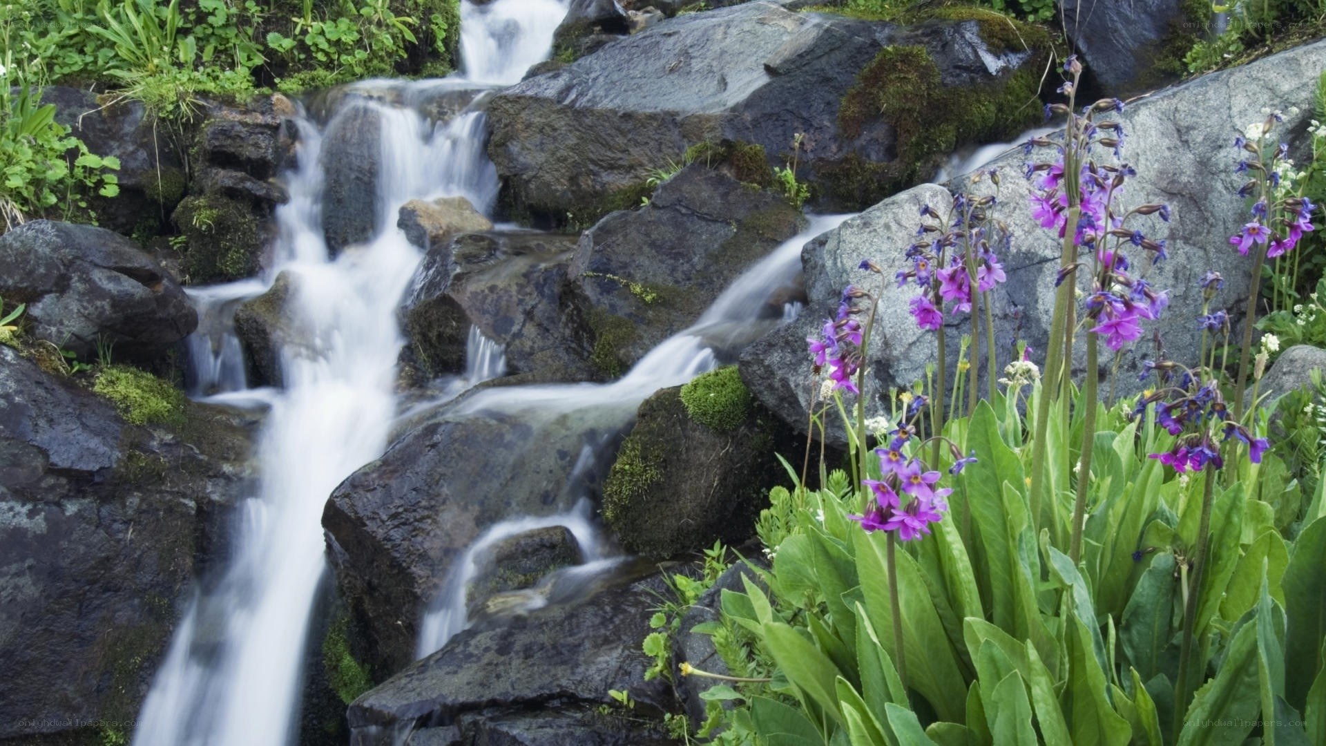 Waterfall with purple flowers