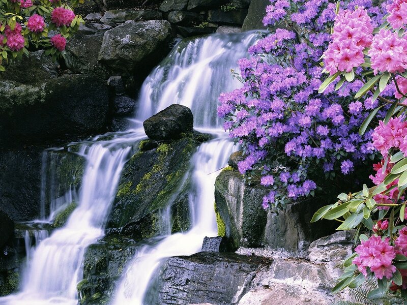 Waterfall with Rhododendrons