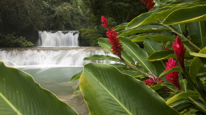 Waterfall with tropical flowers