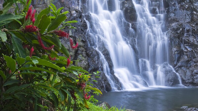Waterfall with Tropical Plants — Green, Serene