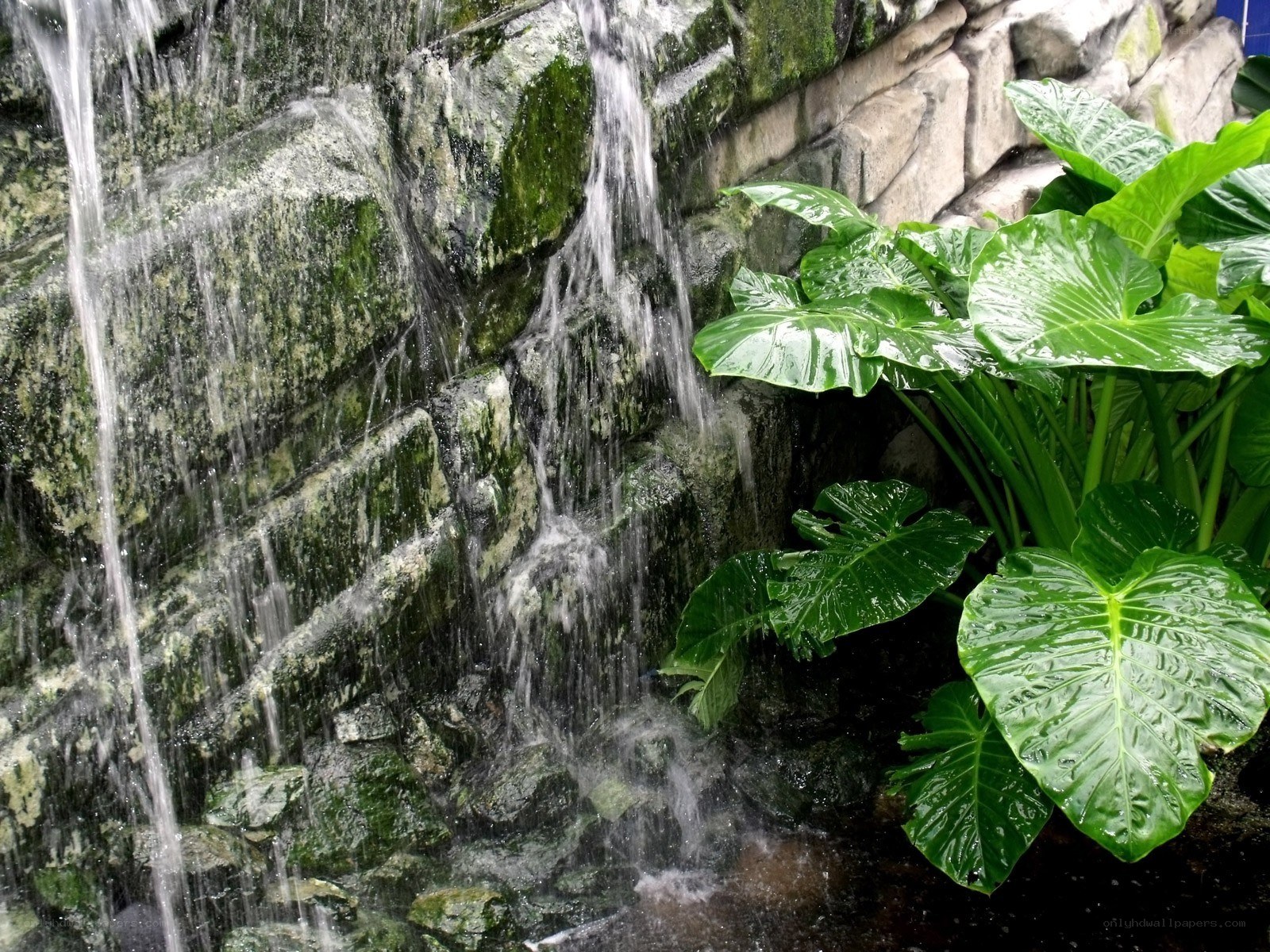 Waterfall with tropical plants
