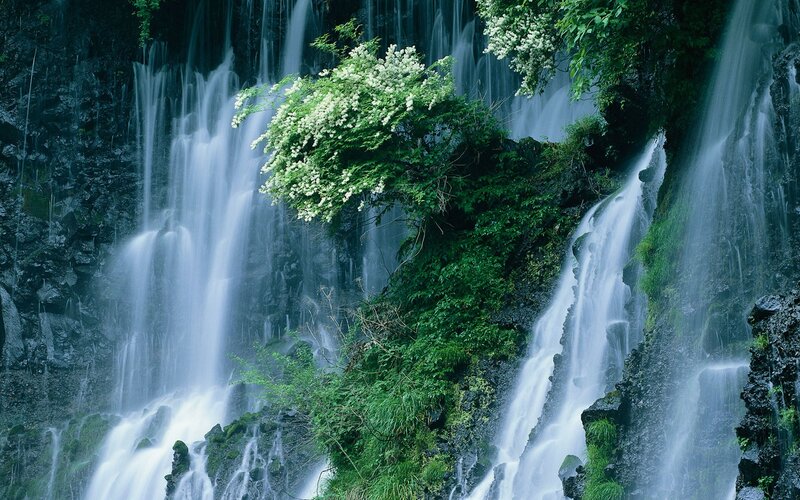 Waterfall with white flowers