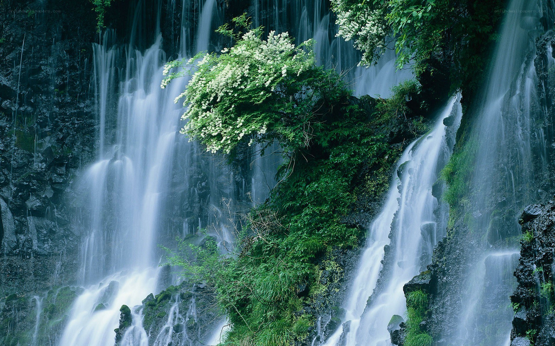 Waterfall with white flowers