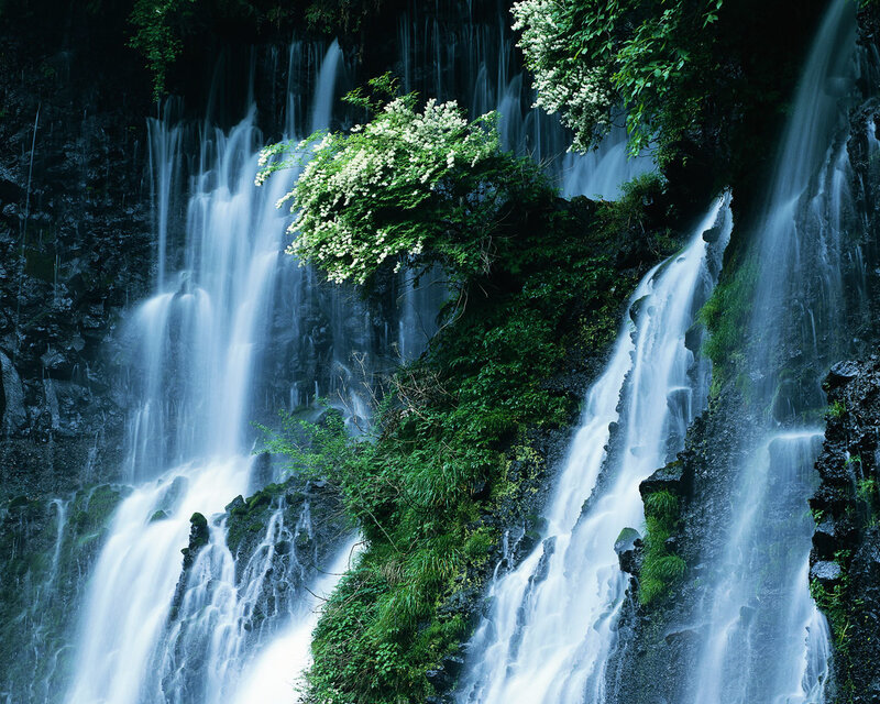 Waterfall with white flowers