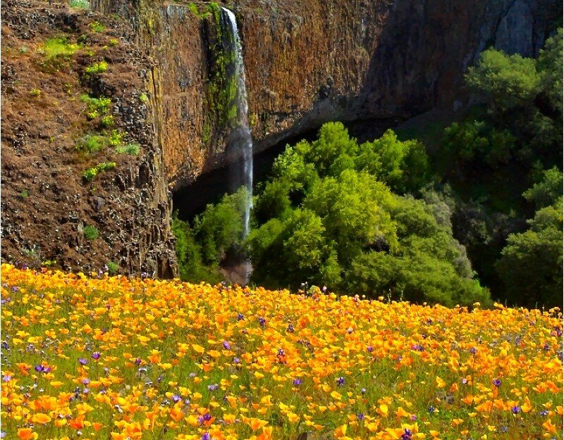 Waterfall with wildflower field