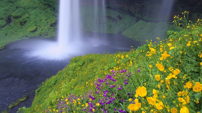 Waterfall with Wildflowers — Yellow, Serene, Spring