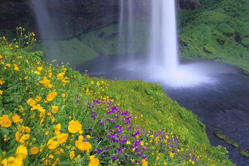 Waterfall with Wildflowers — Yellow, Serene