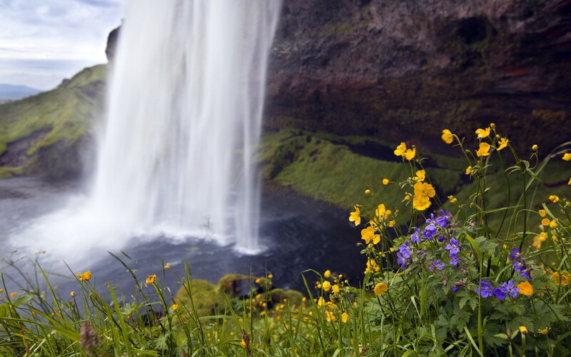 Waterfall with Wildflowers — Yellow