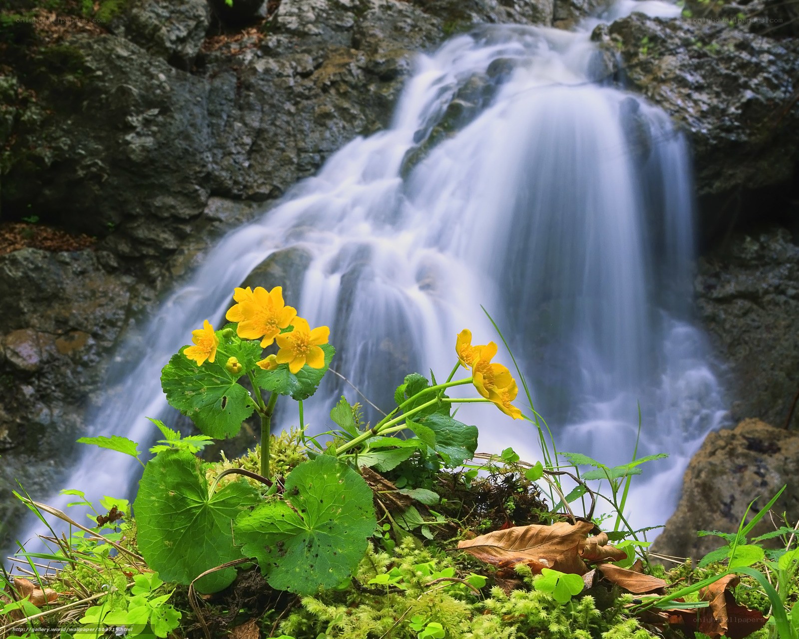 Waterfall with yellow flowers