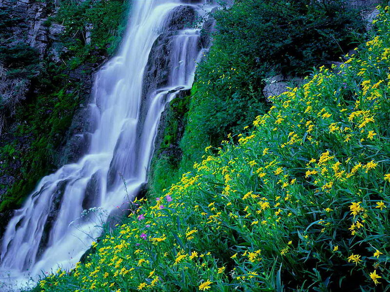 Waterfall with Yellow Flowers — Green