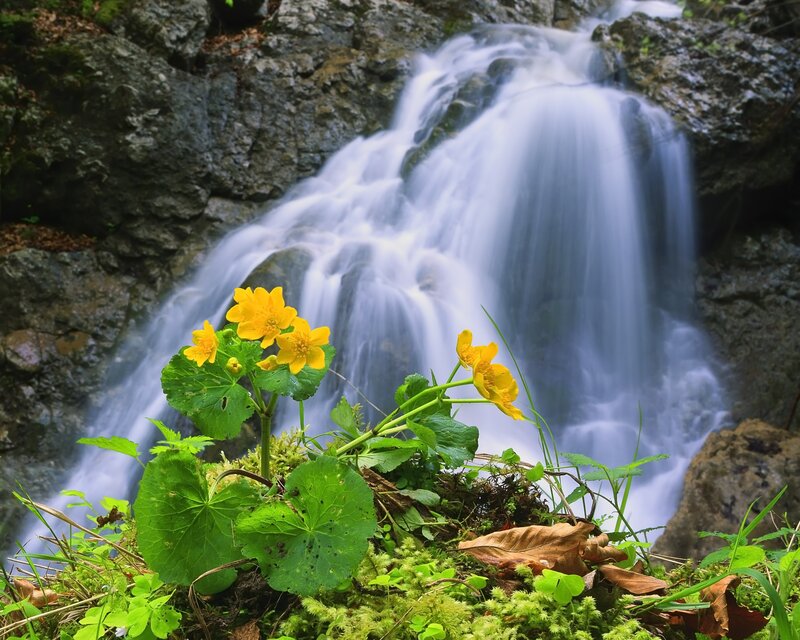Waterfall with yellow flowers