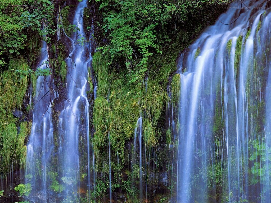 Waterfalls in a lush forest