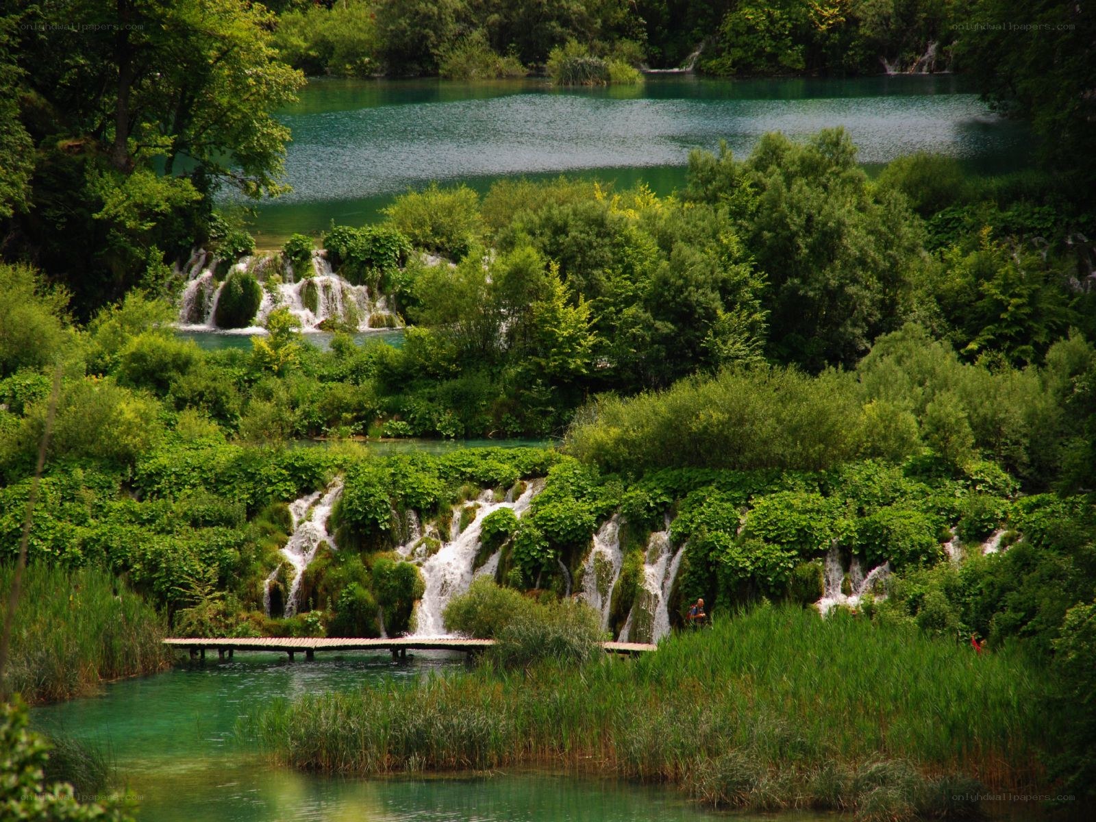 Waterfalls in a lush forest