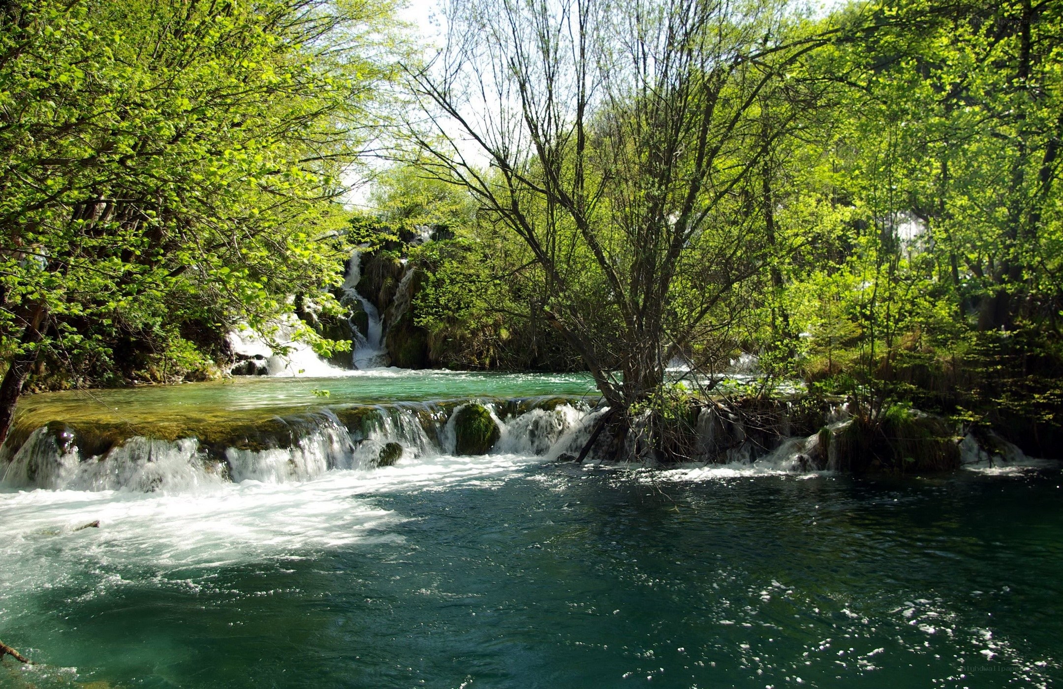 Waterfalls in a lush forest