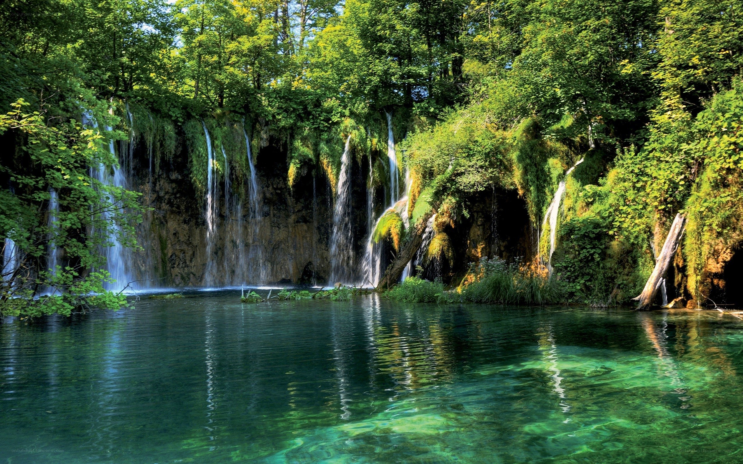 Waterfalls in a lush forest