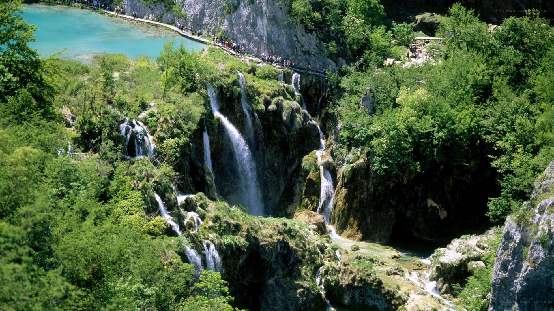 Waterfalls in a lush forest