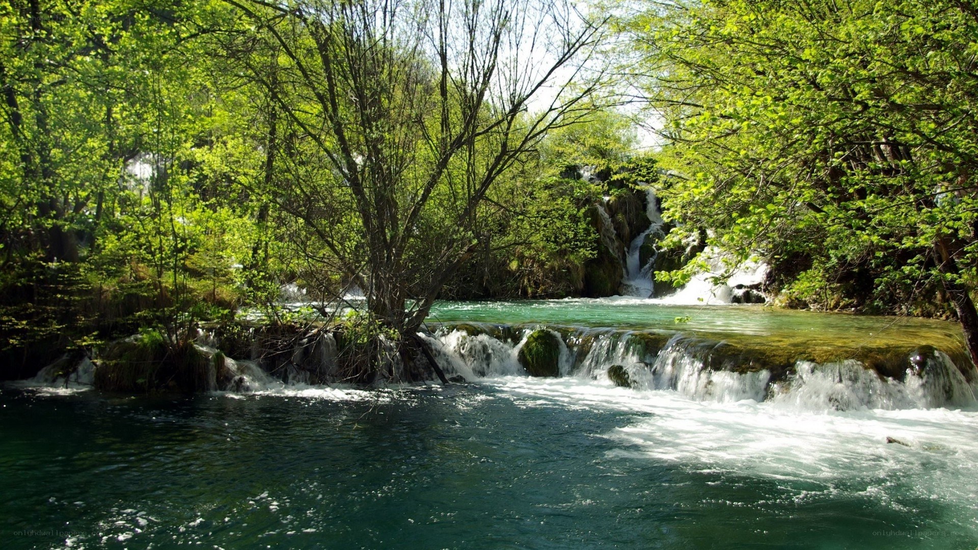 Waterfalls in a lush forest