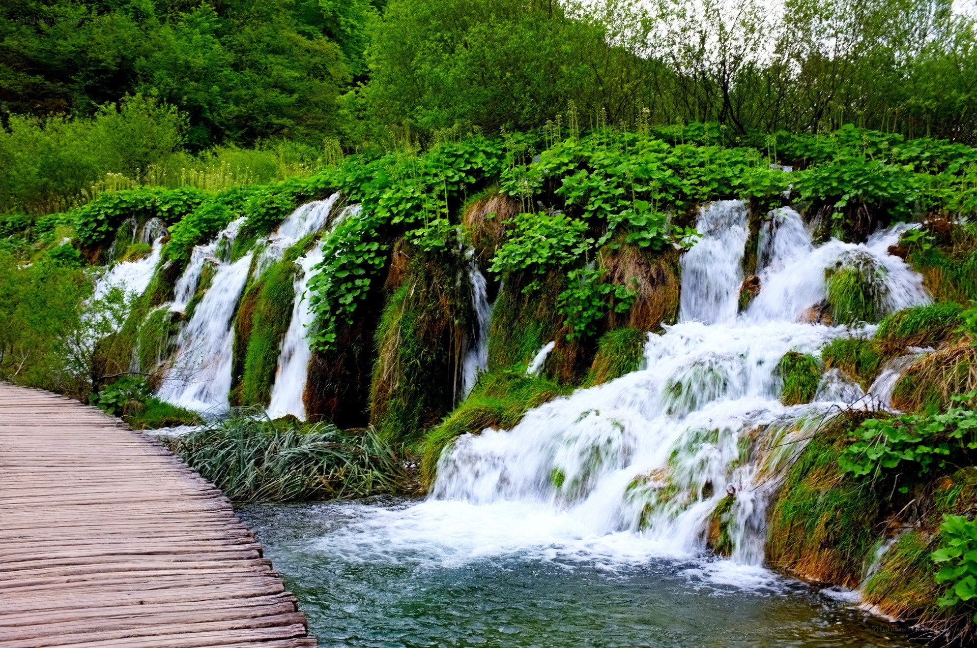 Waterfalls in a lush forest