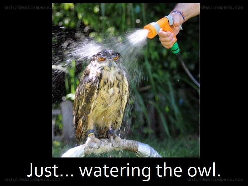 watering the owl