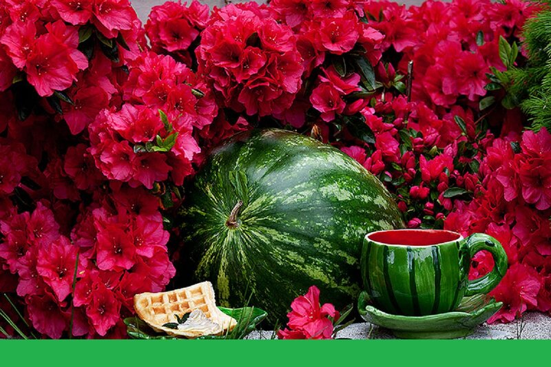 Watermelon and Waffle