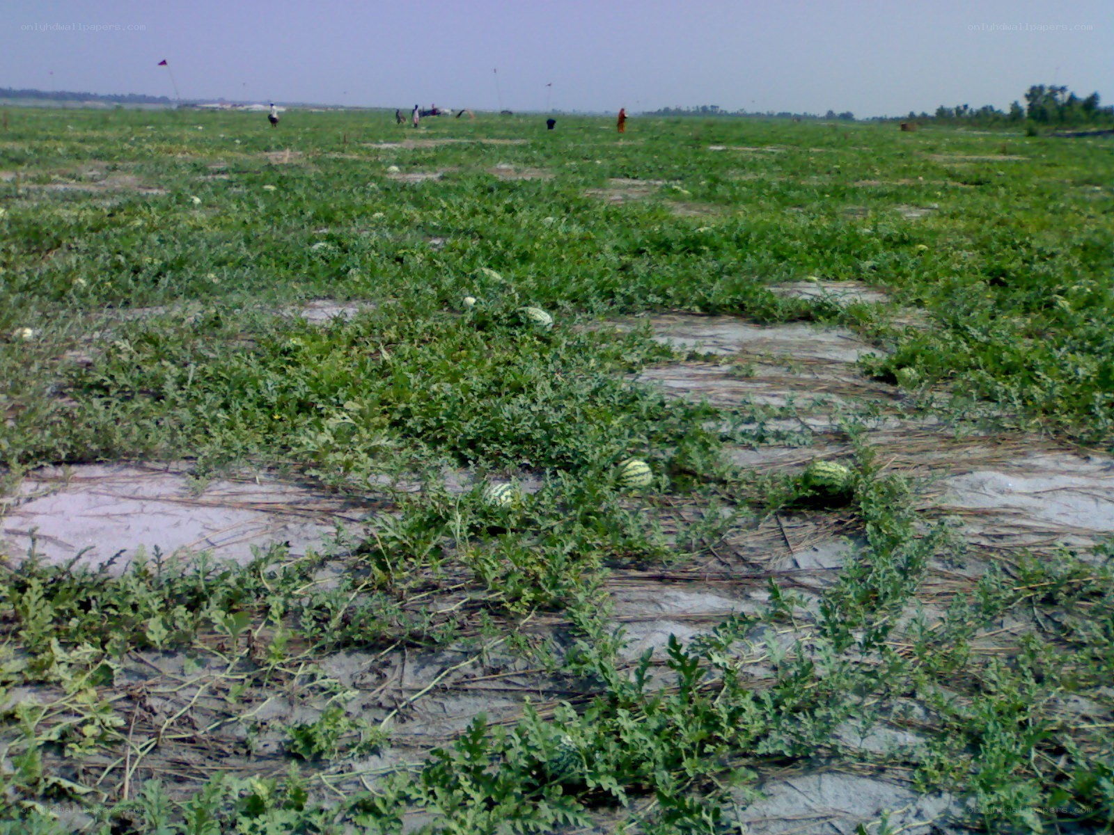 Watermelon field with farmers