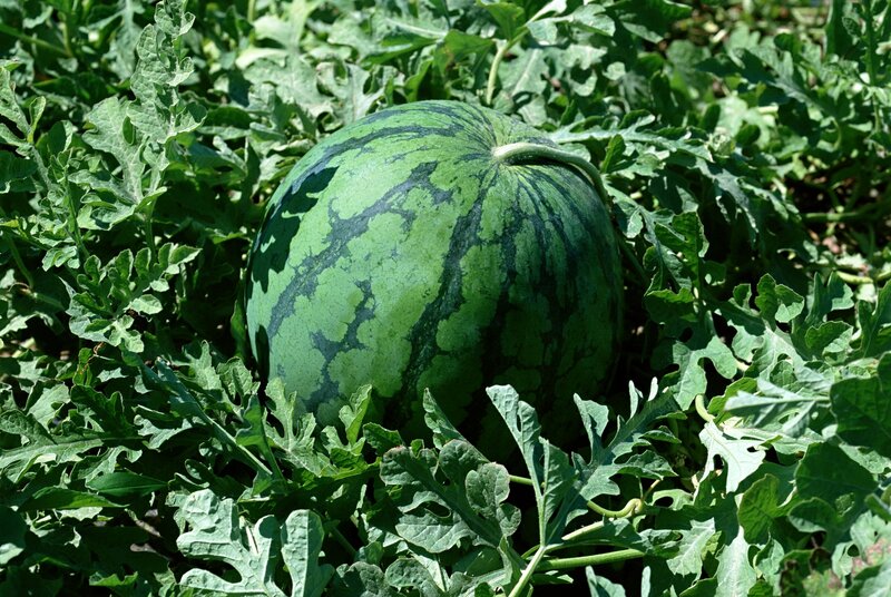 Watermelon growing in a field