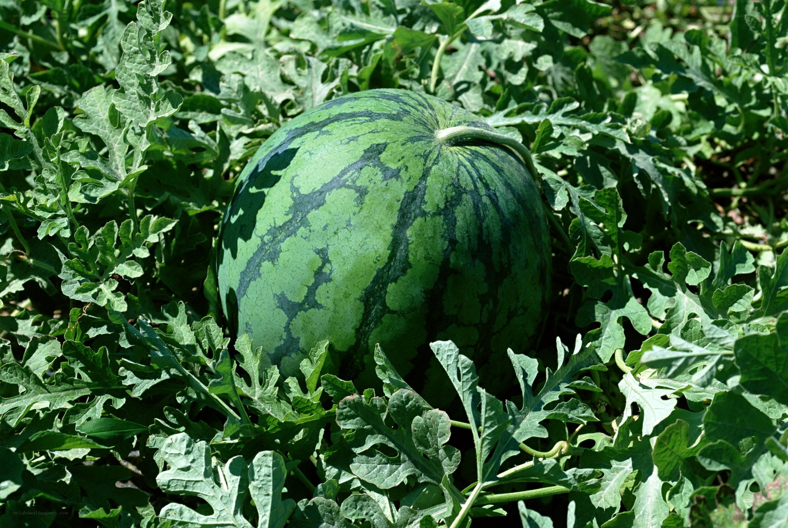 Watermelon growing in a field