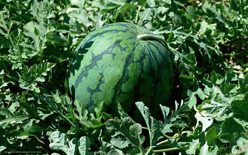 watermelon in a field