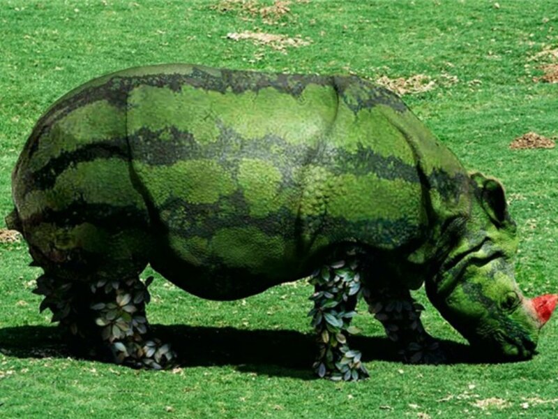 watermelon rhino sculpture