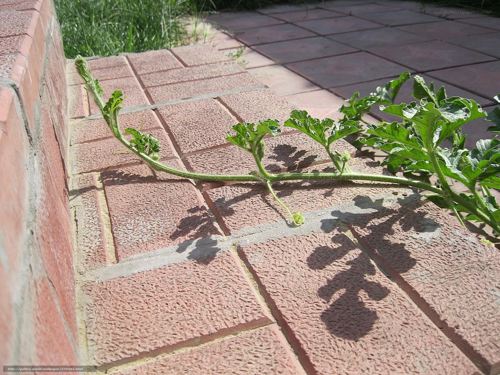 Watermelon vine on brick wall